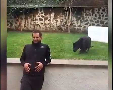 Jaguar sneaks up on keeper before giving him a big kiss