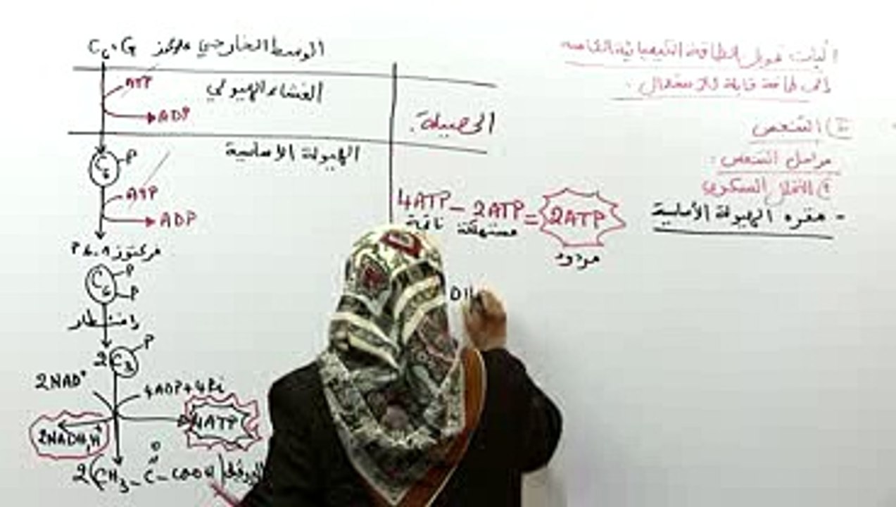 التحلل السكري 2