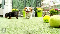80 Seconds of Precious Cavalier King Charles Spaniel Puppies !