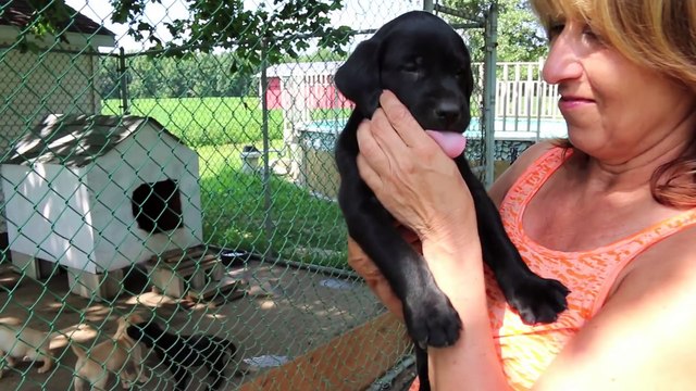 Adorable Labrador Retriever Puppies !