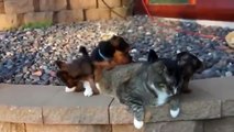 Adorable Puppies Groom Indifferent Cat !