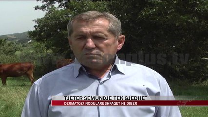 Dermatoza nodulare shfaqet në Dibër - News, Lajme - Vizion Plus