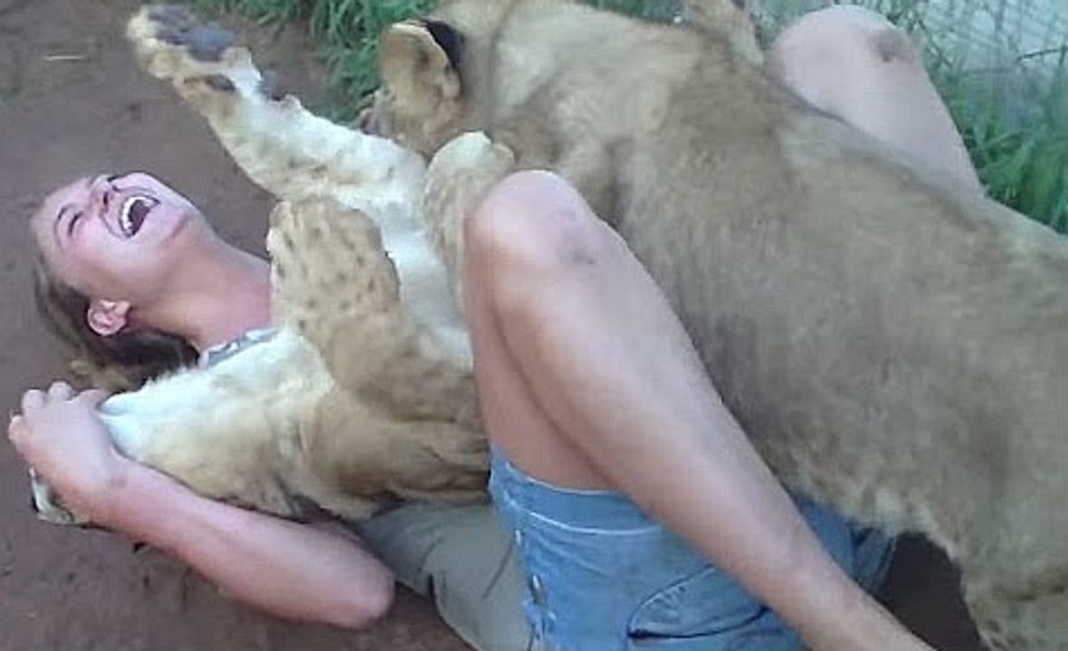 Young Lady Is Getting Mauled By Two Young Lions