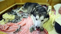 Alaskan Malamute giving birth to six puppies !