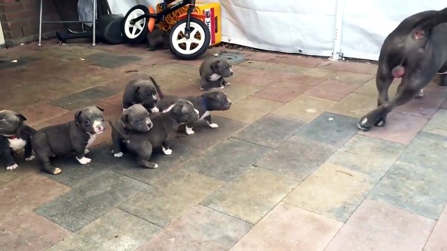 American Bully Dog Gets Swarmed by Puppies !