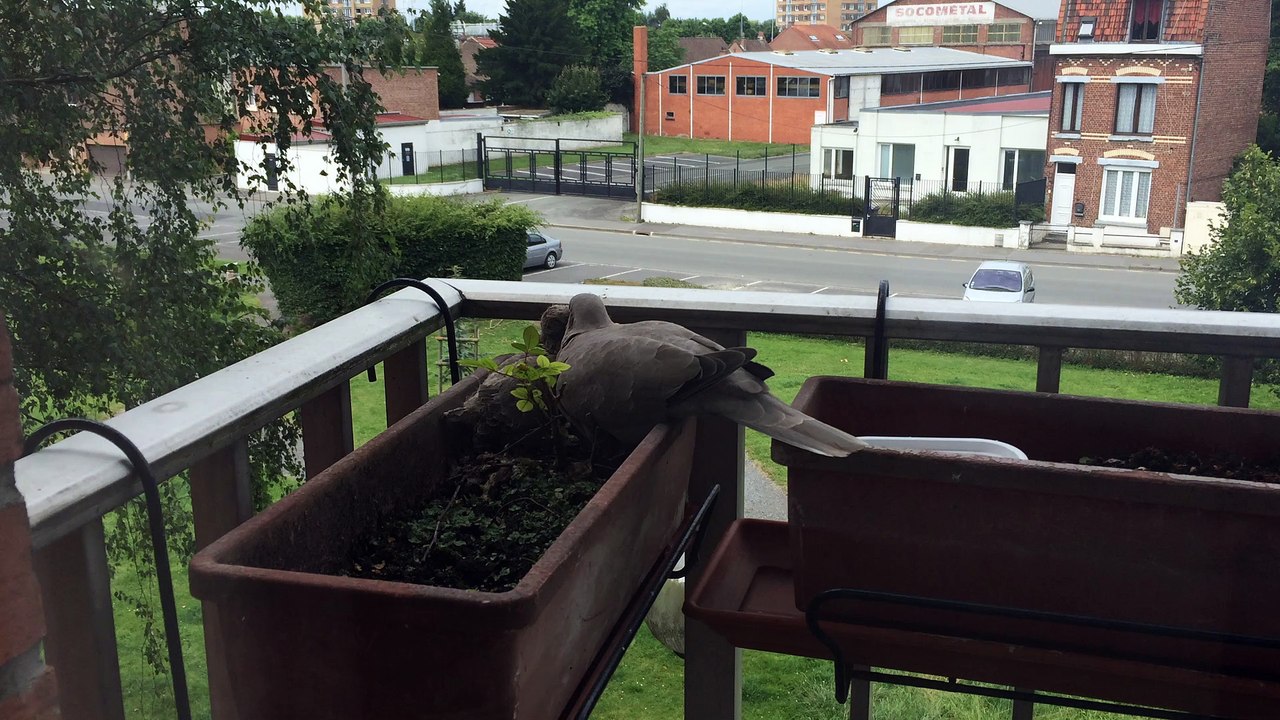 Déjeuner des bébés tourterelles