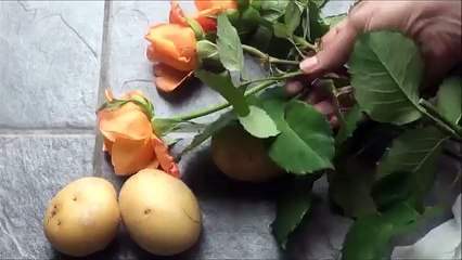 Découvrez cette méthode simple qui pourra augmenter la durée de vie des roses