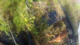 Airboat hog hunting with go pro 9-15-12
