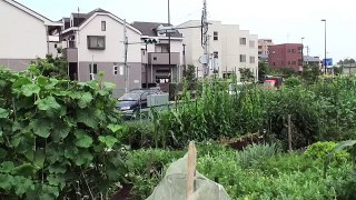 菜園作業／ファミリー農園25