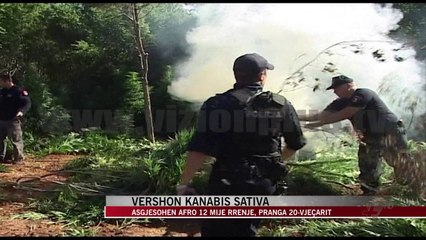 Descargar video: Asgjësohen afro 12 mije rrënje kanabis sativa - News, Lajme - Vizion Plus