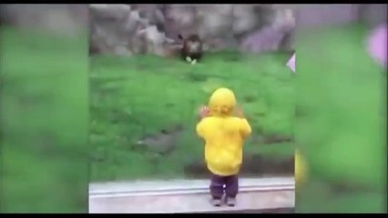 أسد يهاجم طفلا وما حدث لا يصدق سترو ربي