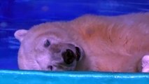 Un ours polaire exhibé dans un centre commercial chinois, les internautes réagissent