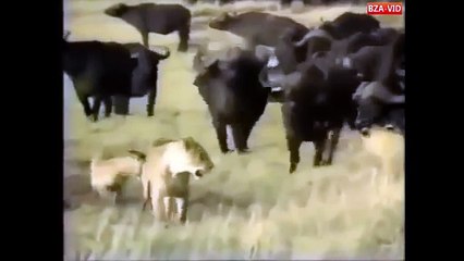 قطيع من الجواميس البرية تهاجم الأسود ليلا ونهارا إلي بقلبو بقلبو زايد