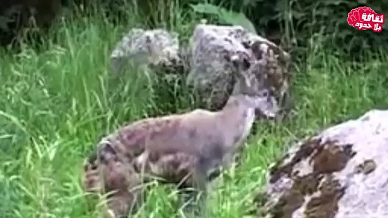 كائنات غامضة تم العثور عليها حديثاً سبحان الله