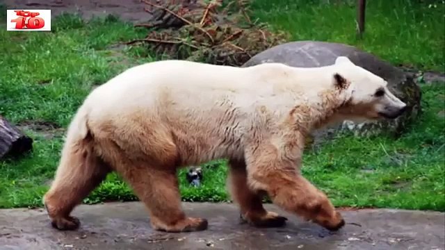 أغرب 10 حيوانات هجينة لن تصدّق أنّها موجودة سبحان الله وبحمده