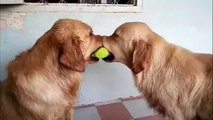 Cute Dogs(Dogs sharing A Ball.)(HD)