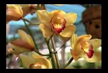 THẬP THIỆN NGHIỆP (4) ĐĐ. THÍCH GIÁC THIỆN Giảng