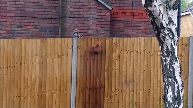 Spunky Squirrel Makes Impressive Jump