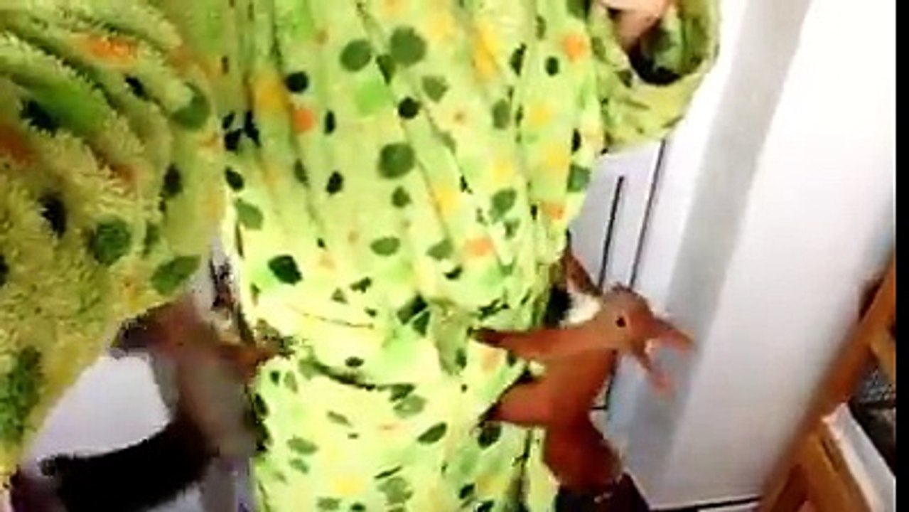 2 écureuils surexcités grimpe sur leur maitre