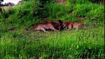 Wild Animal Attacks #29 - Crocodile, Leopard, Tiger Attacks Wild Boar - Animal attacks