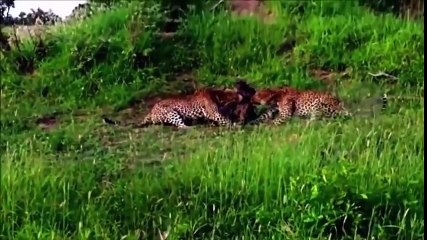 Download Video: Wild Animal Attacks #29 - Crocodile, Leopard, Tiger Attacks Wild Boar - Animal attacks