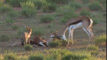 Wild Animal Attacks #43 - Impala Fights to After Death - Lion Kill Steal Impala - Animals Atack