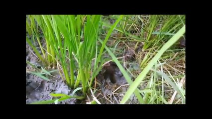 Theo chân Vua câu Lươn ra đồng