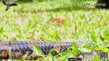 Most Amazing Wild Animal - Attacks  Biggest Python Snake - Giant Anaconda Attacks Deer