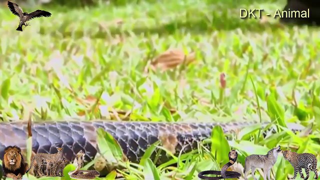 Most Amazing Wild Animal - Attacks Biggest Python Snake - Giant Anaconda Attacks Deer