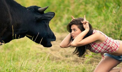 funny cow killing man