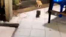 Un chat assiste aisément à une baston de deux gros rats !