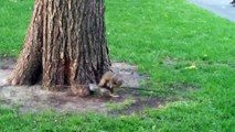 Crazy squirrel in Montreal on crack |  The craziest world squirrels
