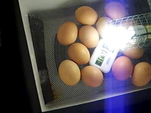 homemade chicken incubator update with 19 day old eggs