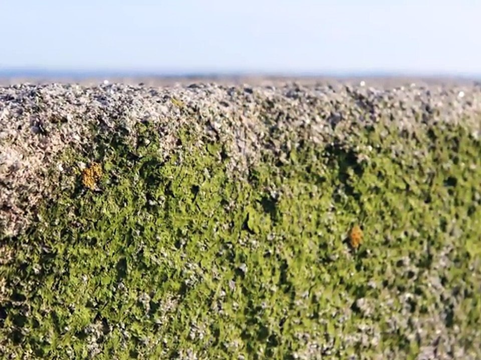 Axel BAUER - SINGING CALL (Simple Mortel)