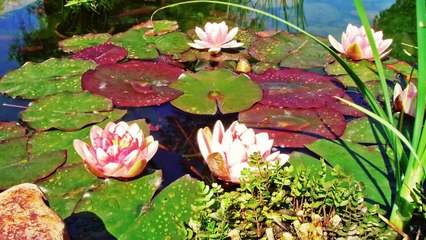 The Best Relaxing Piano Music Set To Beautiful HD Video Of Relaxing Nature Scenes