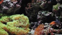3D Relaxing Marine Aquarium Beautiful Colourful Fish And Coral HD Relaxing Sounds