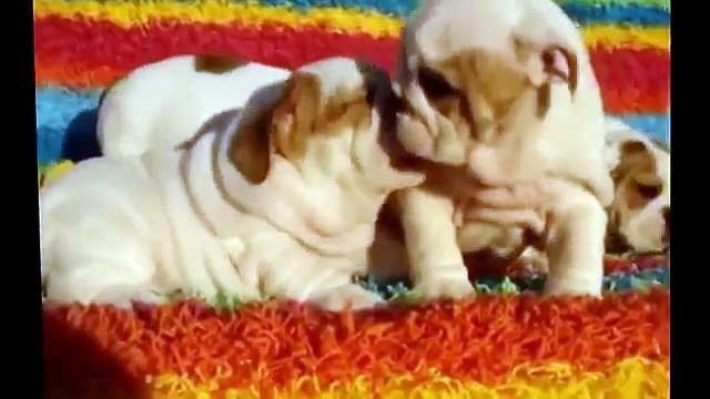 The Best Funny Dog Vines, Cute And Funny Dogs