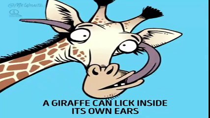 Top Animals Facts Animated Funny