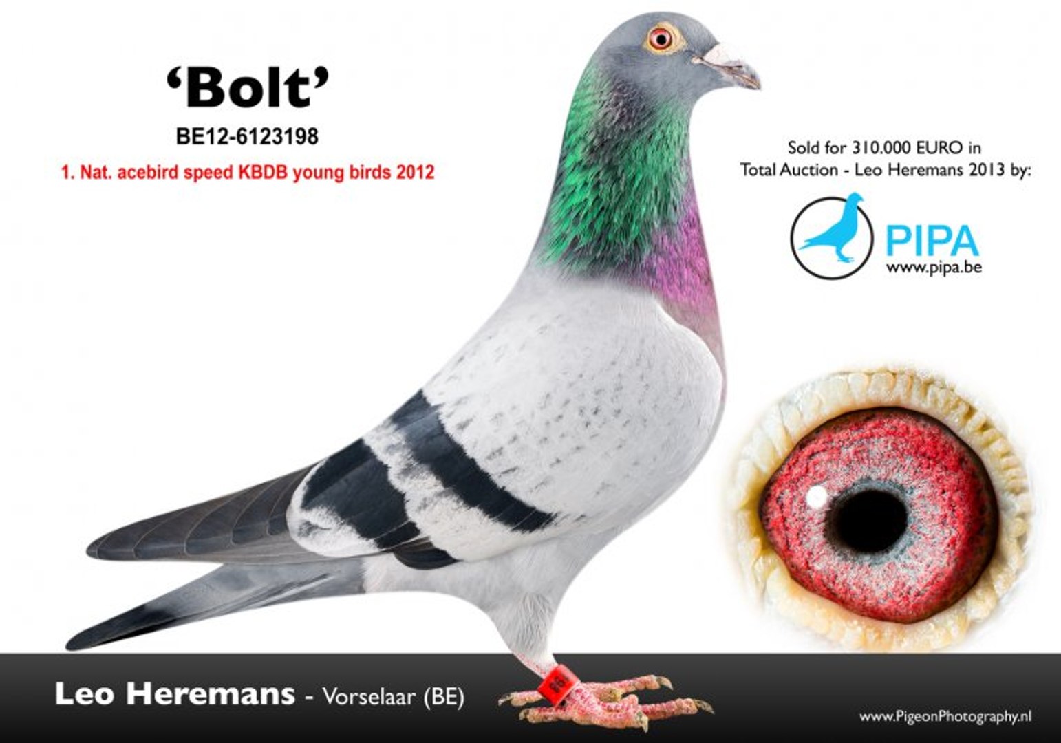 BOLT The most expensive Pigeon of the World $ 400 000 - video Dailymotion