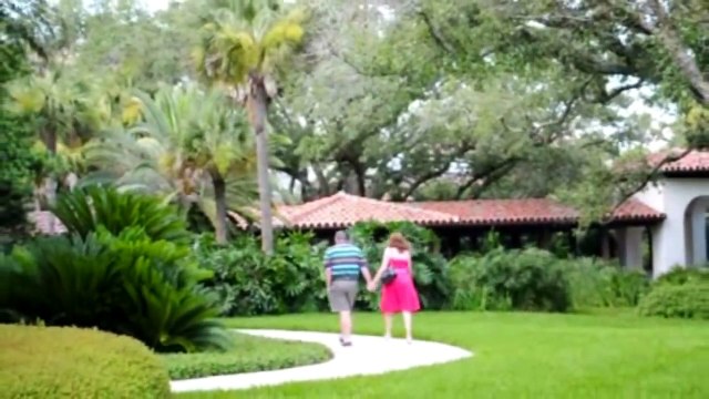 **Sago Palm Trees** ++ Specimen Sized Sago Palms ++ 10 Foot Sago ++