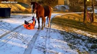Funny Videos Of Horses Compilation 2014 [NEW]