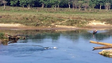 Un crocodile qui s'en prend a un chien