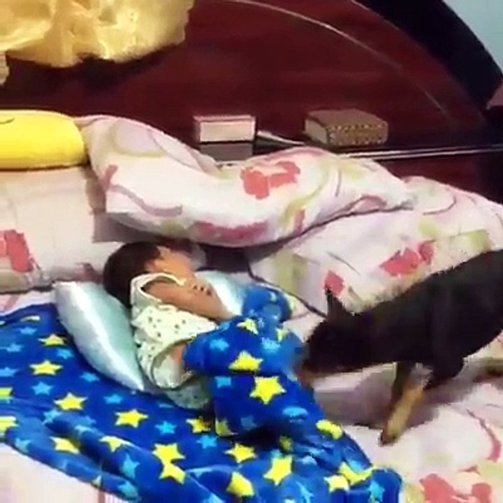 cachorro
