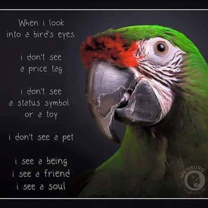 Amazing birds Magic