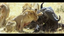 Most Amazing Wild Animal Attacks #2 - Lion Vs Buffalo - crocodile vs deer - crocodile vs buffalo