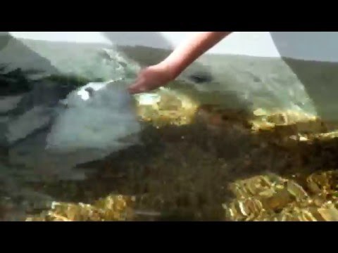 Playful Stingray Makes Friends With Humans