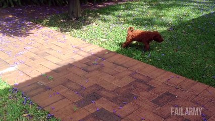 Funniest Animal Fails Compilation    FailArmy