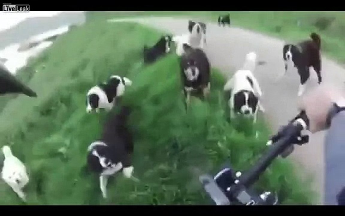 25 köpeğin saldırısına uğrayan adam - dog attack köpek saldırısı