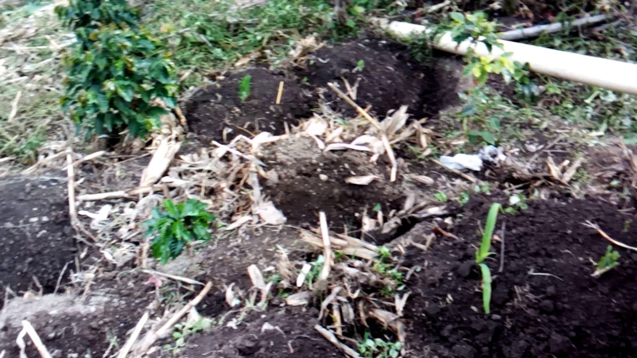 Zona cafetera de Colombia