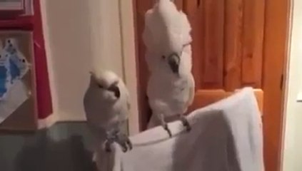 Попугай любит заводную музыку )) Готовьтесь посмеяться от души!